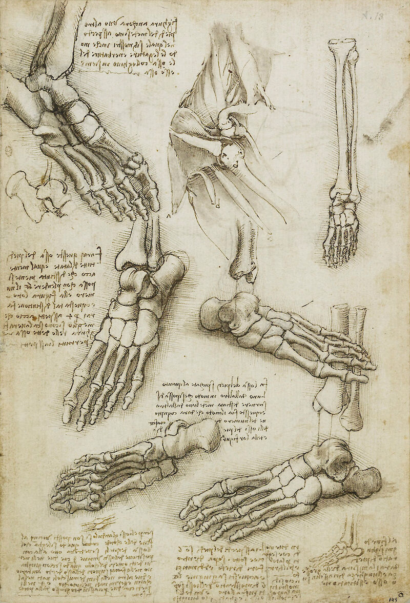 The bones of the foot, and the shoulder scale comparison