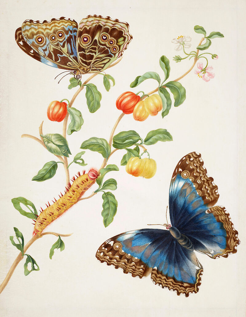 Branch of West Indian Cherry with Achilles Morpho Butterfly scale comparison