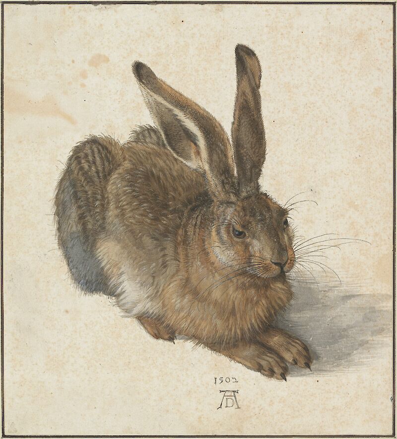 Young Hare, Albrecht Dürer