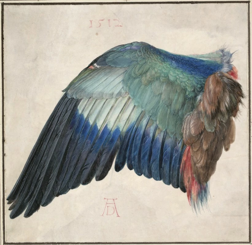 Wing of a Roller, Albrecht Dürer