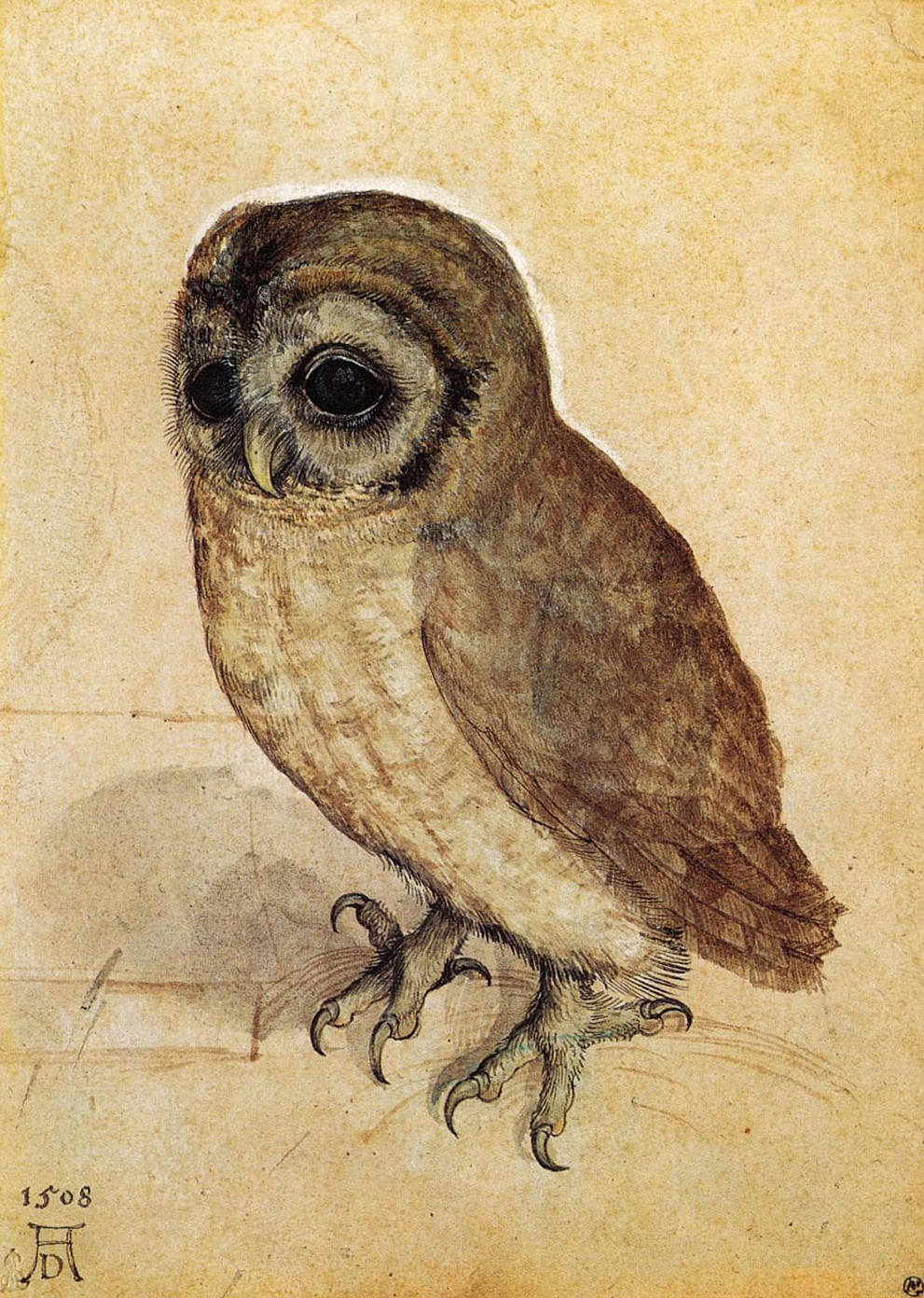 The Little Owl, Albrecht Dürer