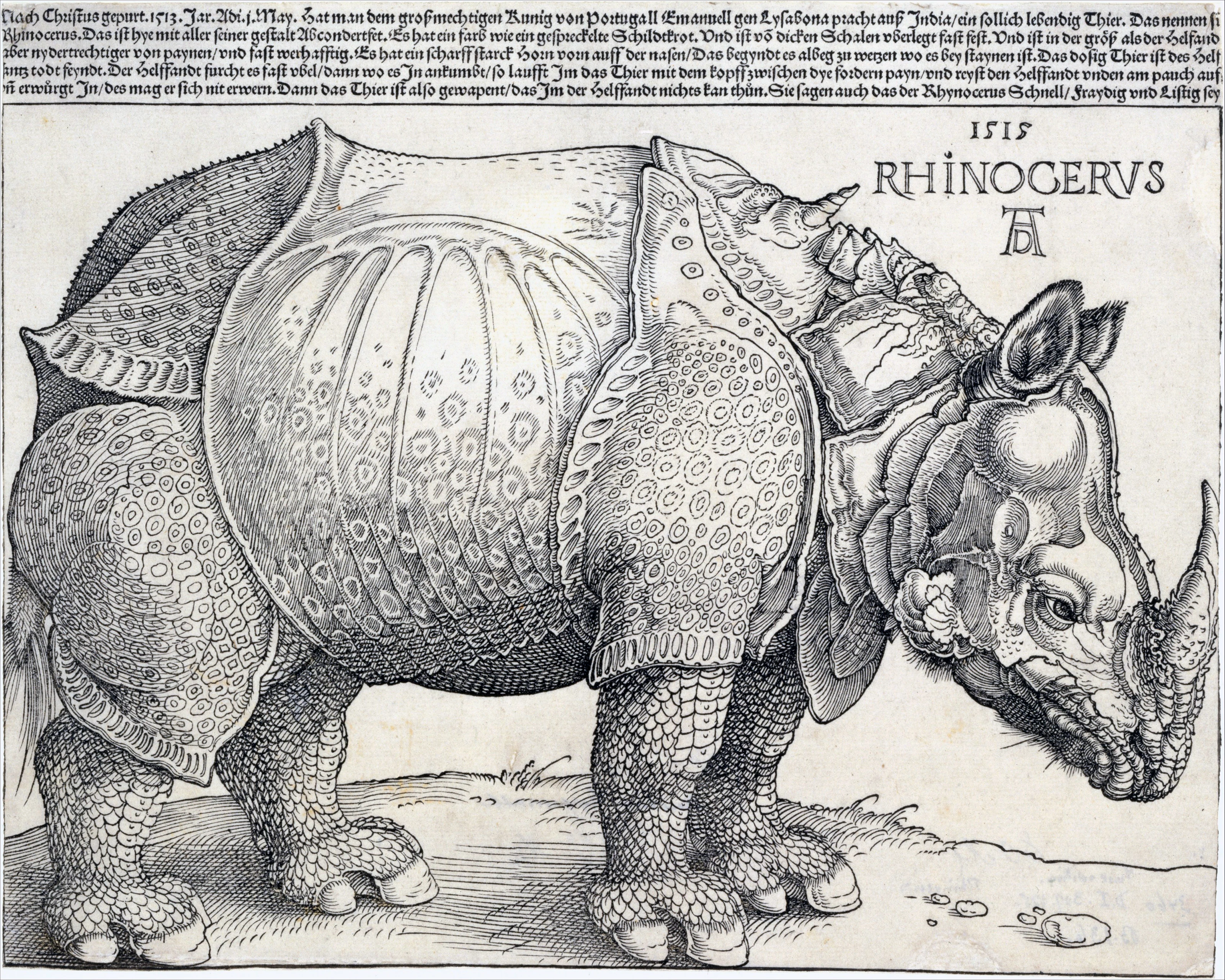 The Rhinoceros, Albrecht Dürer