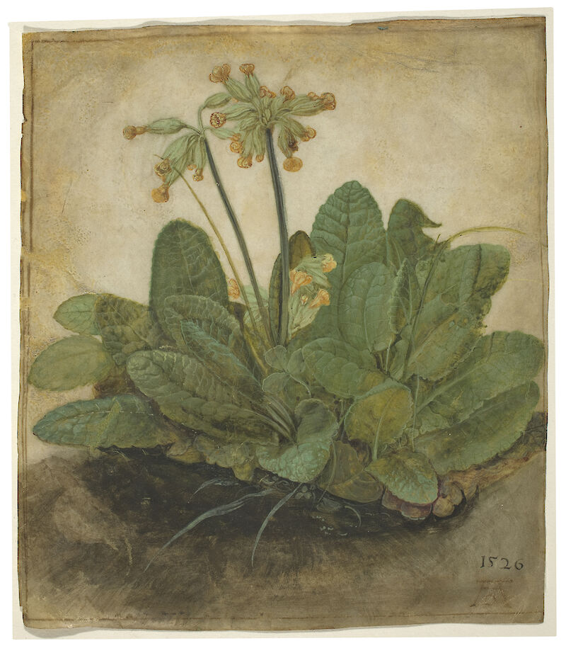Tuft of Cowslips, Albrecht Dürer