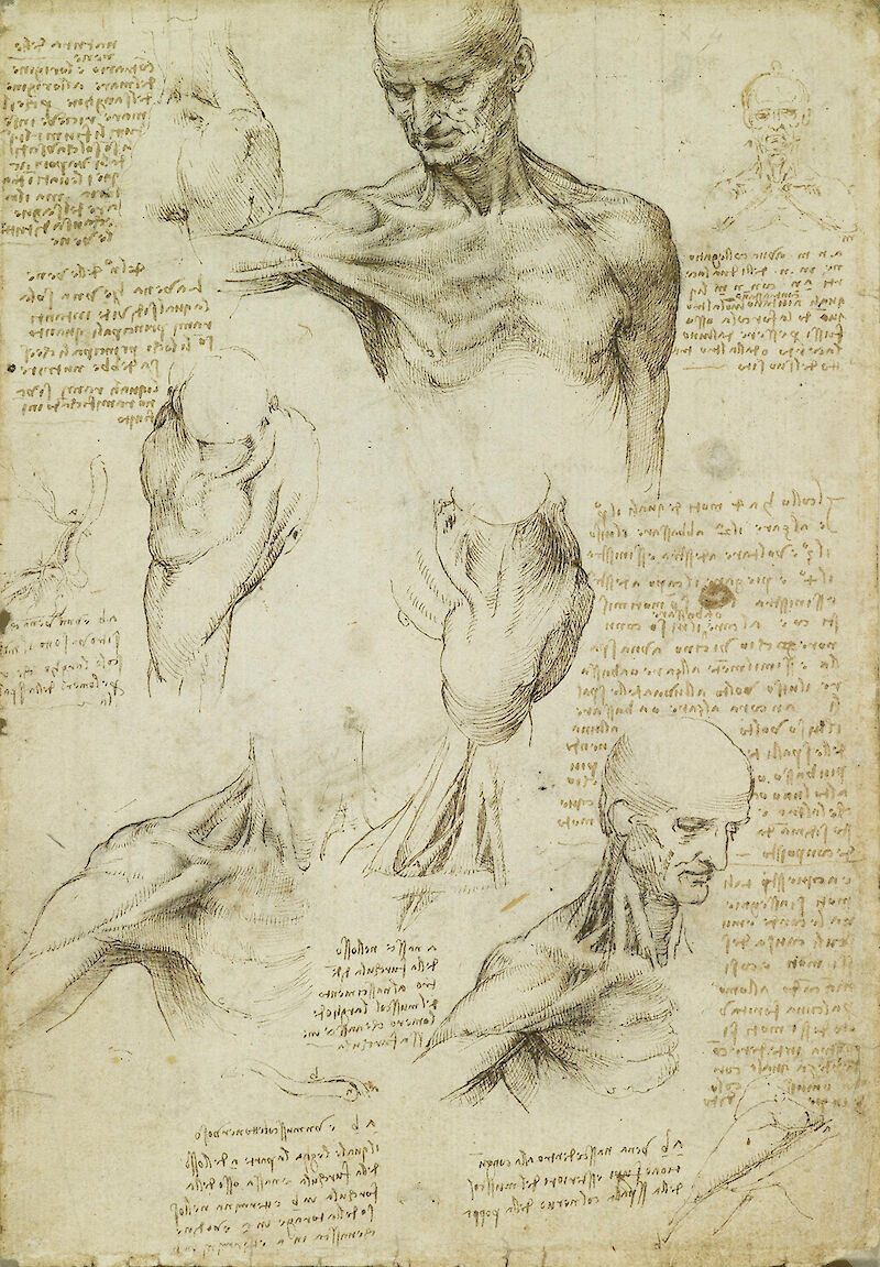 The superficial anatomy of the shoulder and neck, Leonardo da Vinci