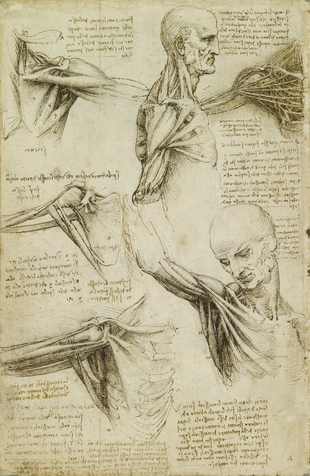 The muscles of the shoulder, Leonardo da Vinci