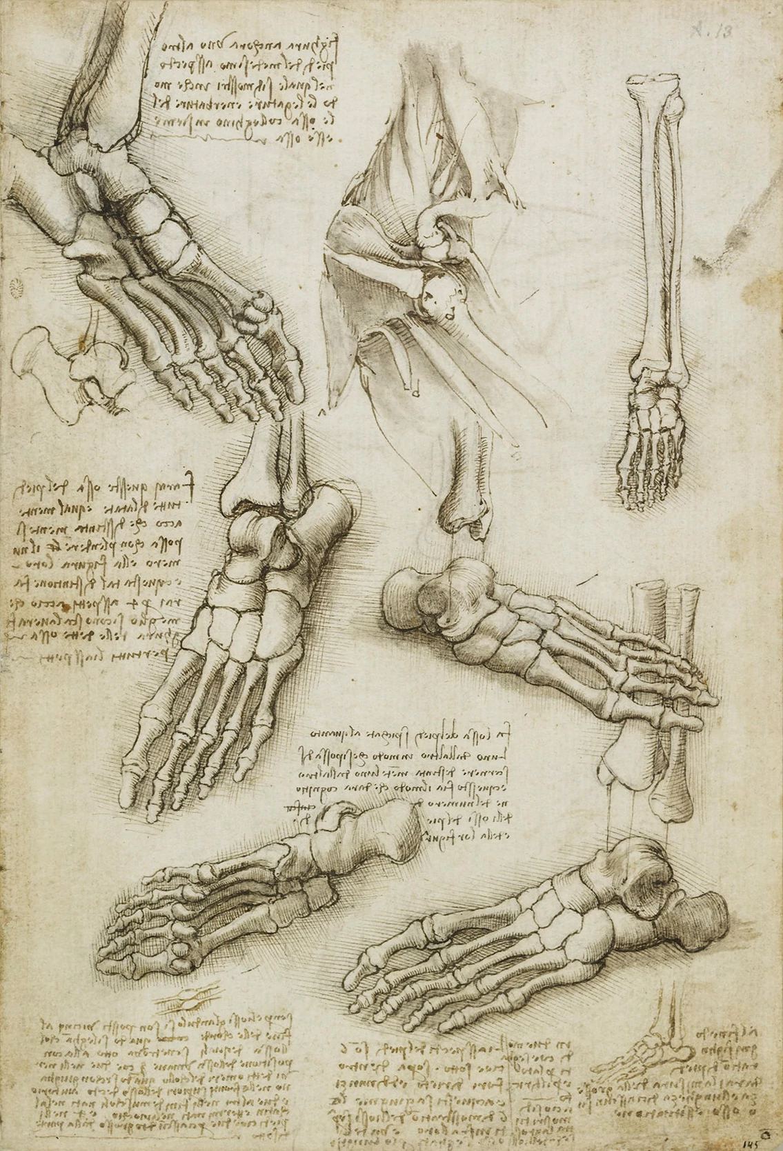 The bones of the foot, and the shoulder, Leonardo da Vinci