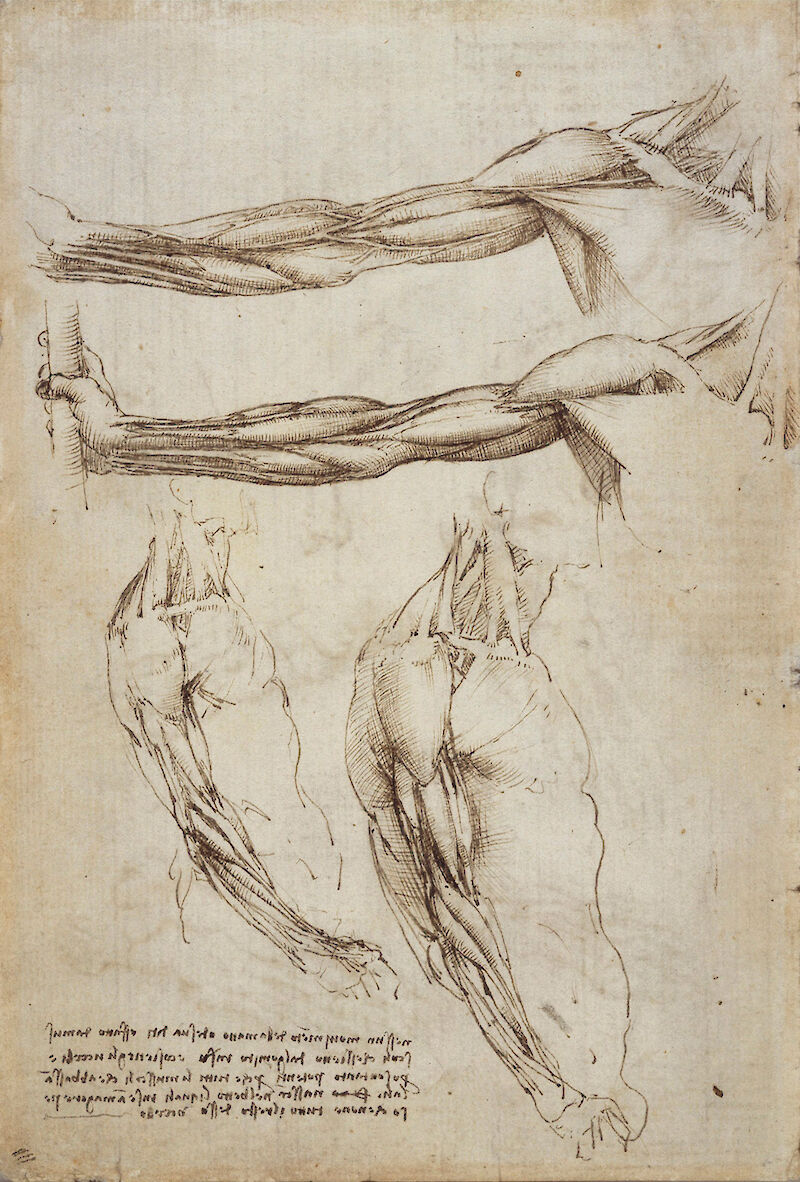 The veins and muscles of the arm, Leonardo da Vinci