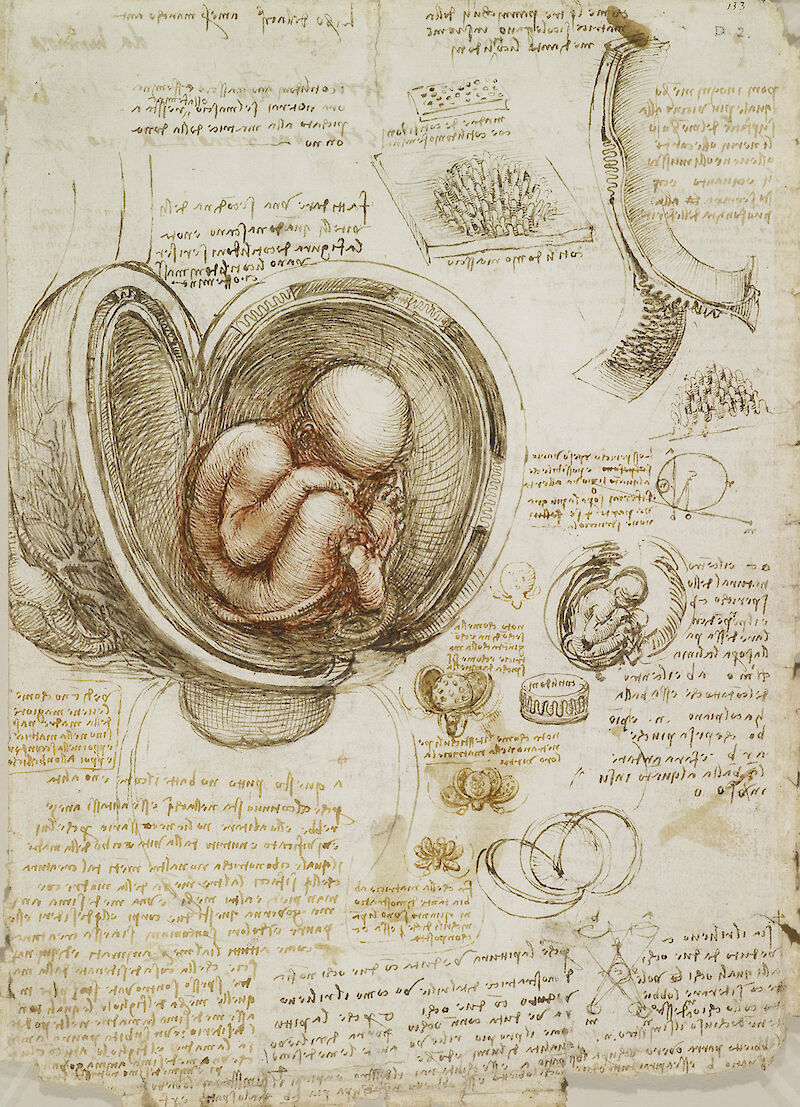 The foetus in the womb, Leonardo da Vinci