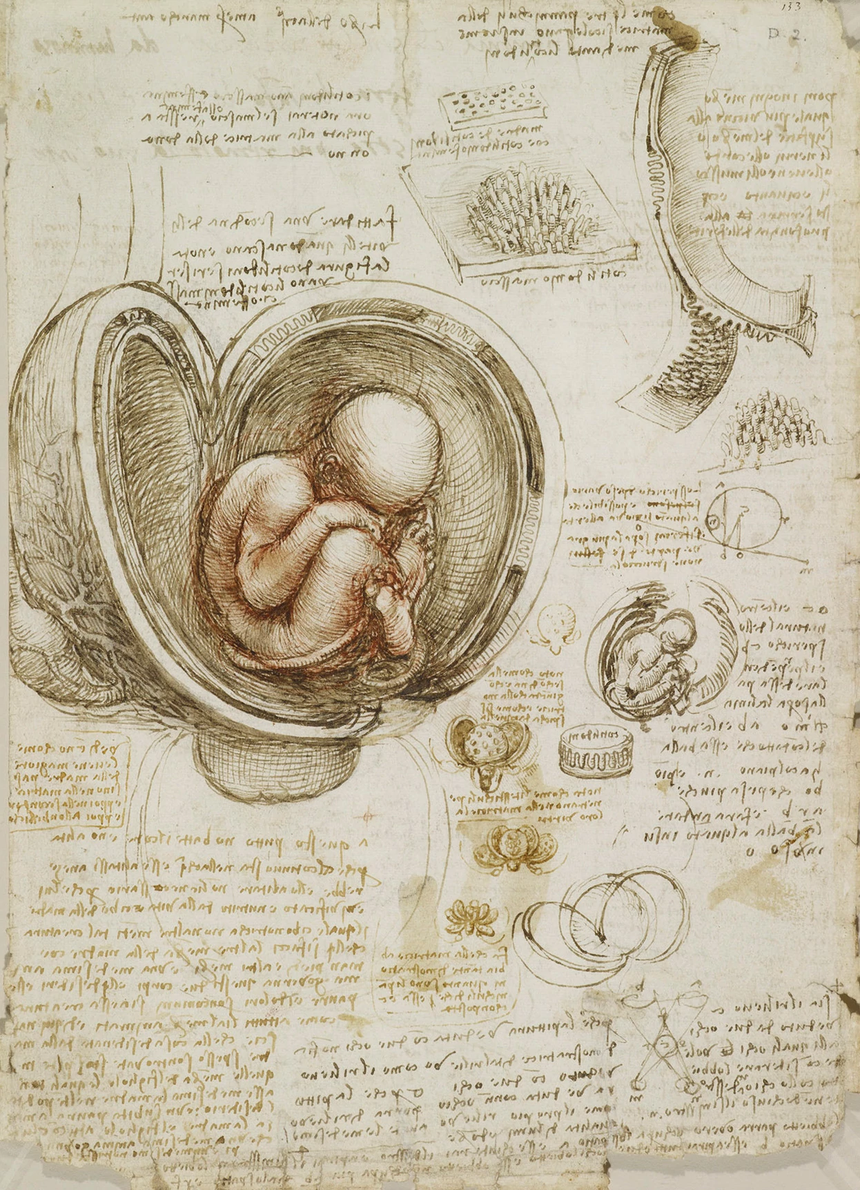 The foetus in the womb, Leonardo da Vinci