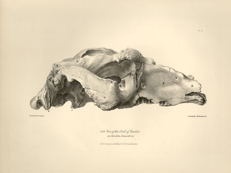 Side View of the Skull of Toxodon, Charles Darwin