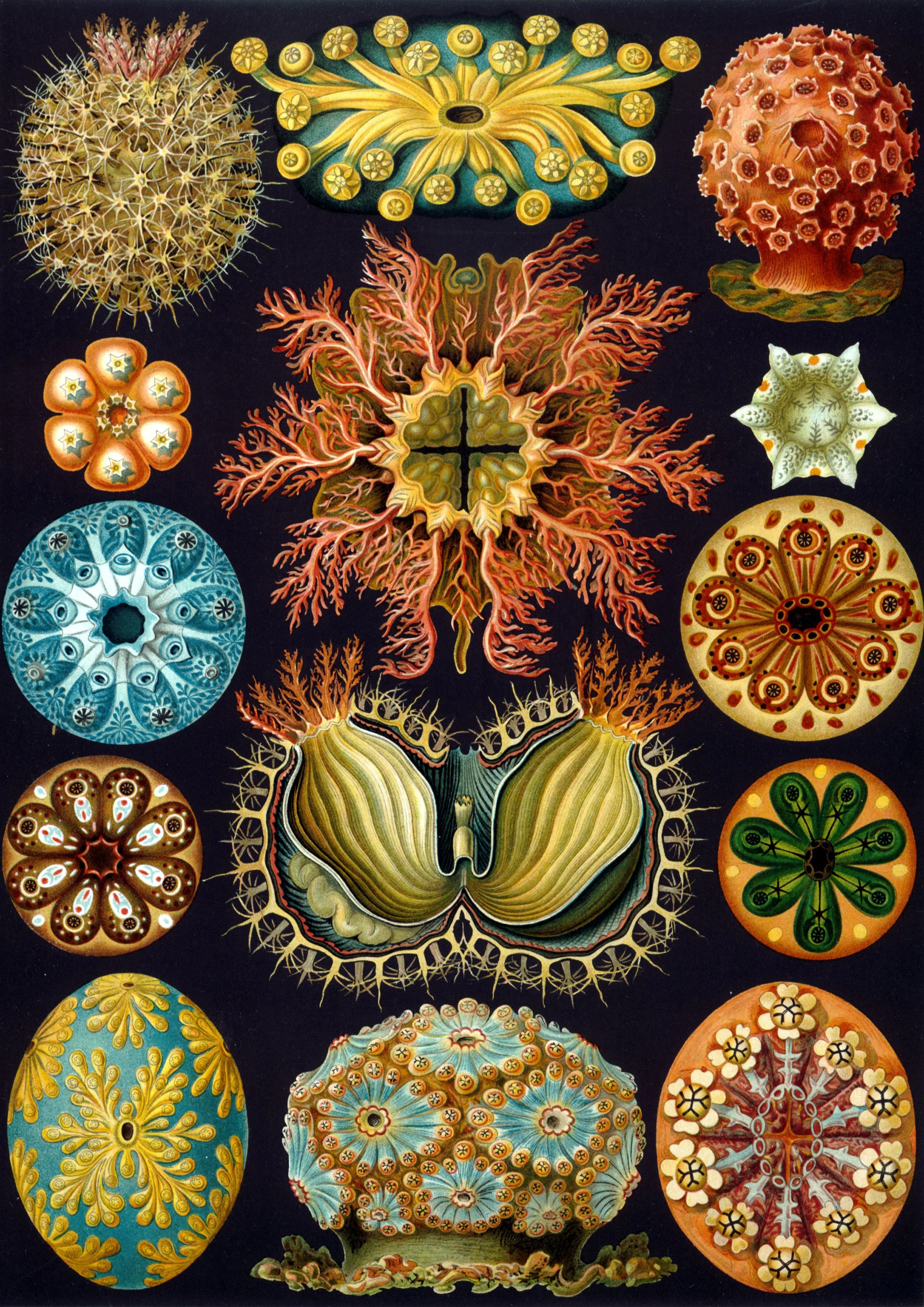 Art Forms in Nature, Plate 85: Ascidiacea, Ernst Haeckel
