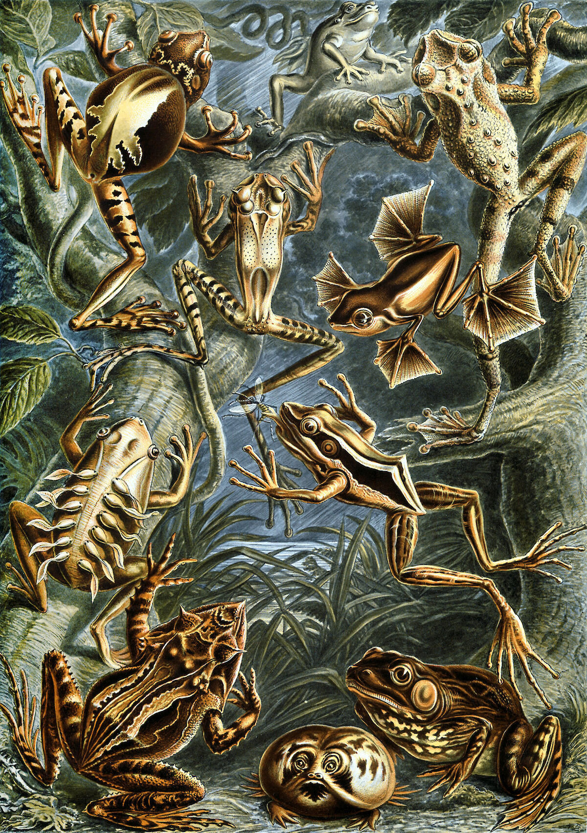 art-forms-in-nature-plate-68-batrachia-by-ernst-haeckel