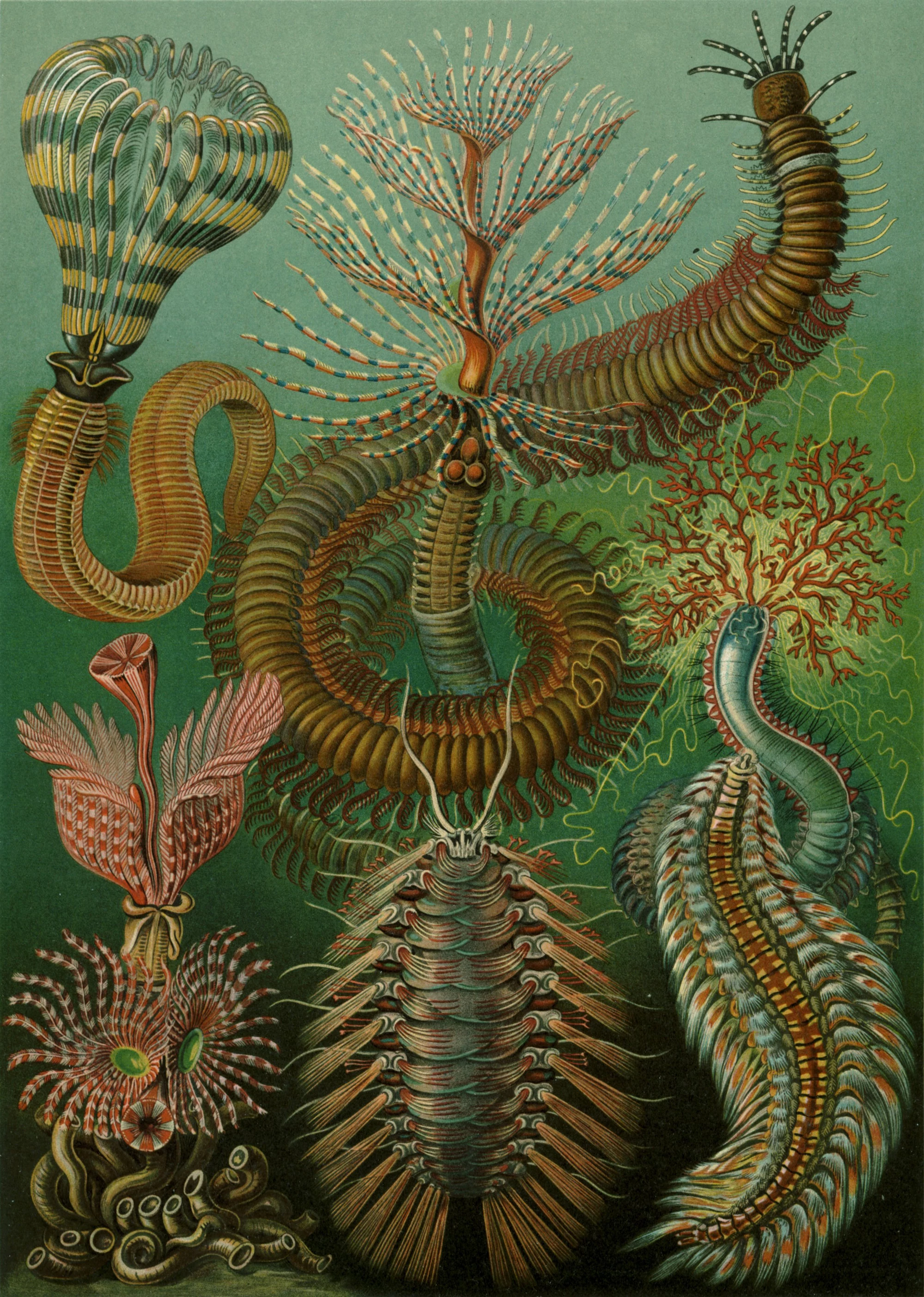 Art Forms in Nature, Plate 96: Chaetopoda, Ernst Haeckel
