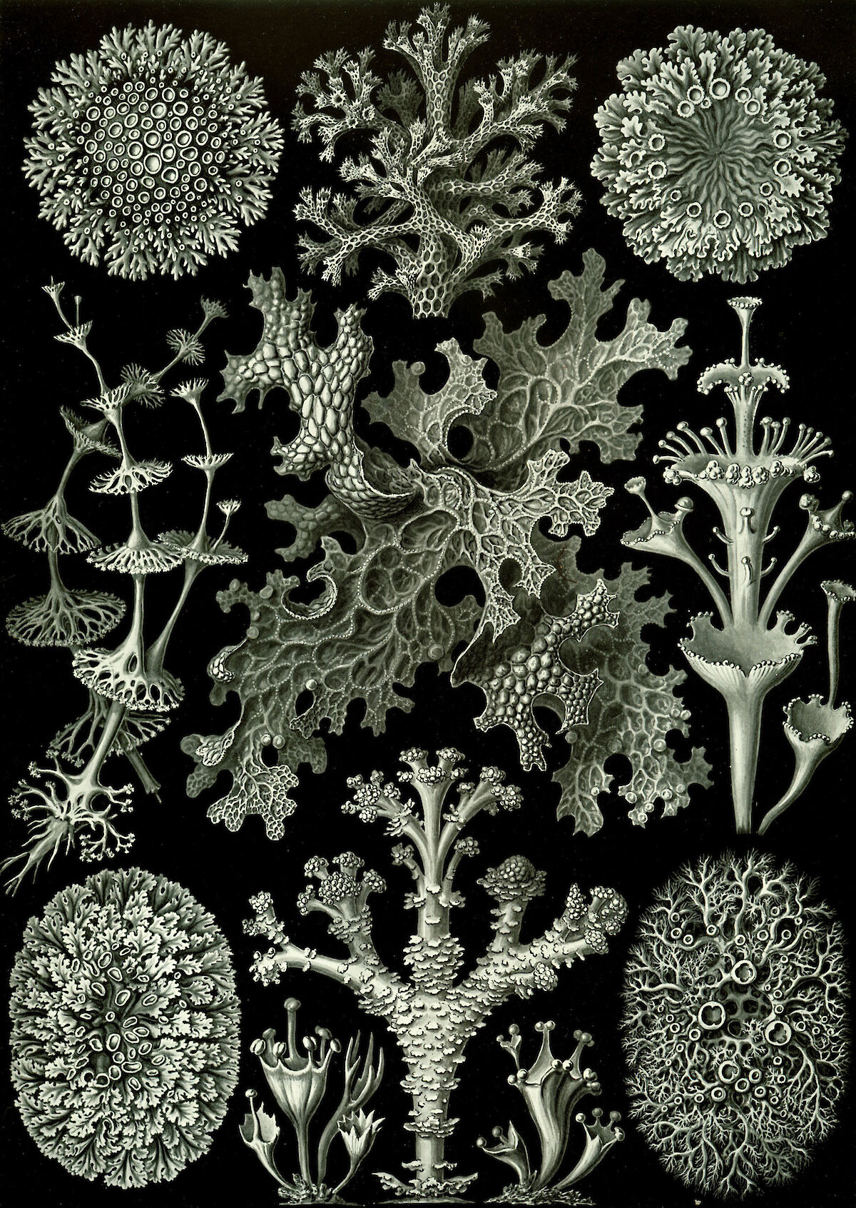 Art Forms in Nature, Plate 83: Lichenes by Ernst Haeckel