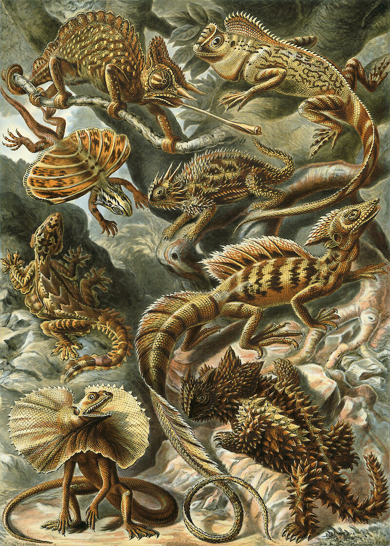 Art Forms in Nature, Plate 79: Lacertilia, Ernst Haeckel