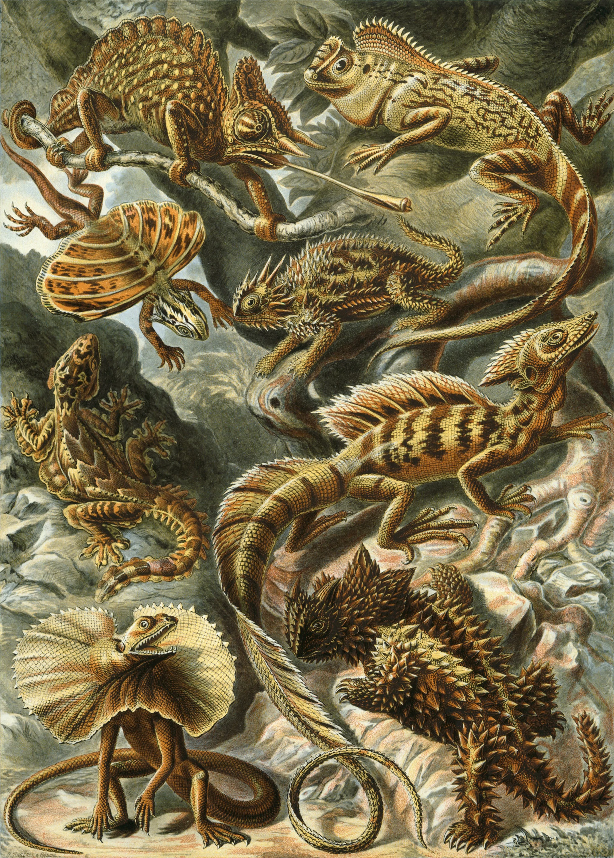 Art Forms in Nature, Plate 79: Lacertilia, Ernst Haeckel