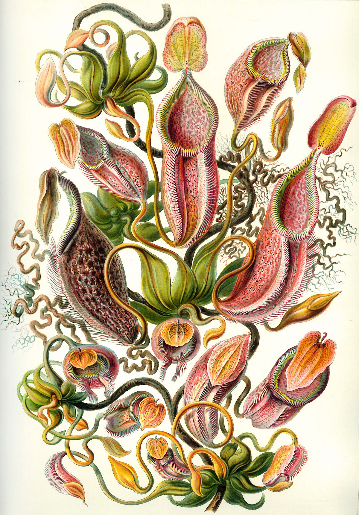 Art Forms In Nature Plate 62 Nepenthaceae By Ernst Haeckel