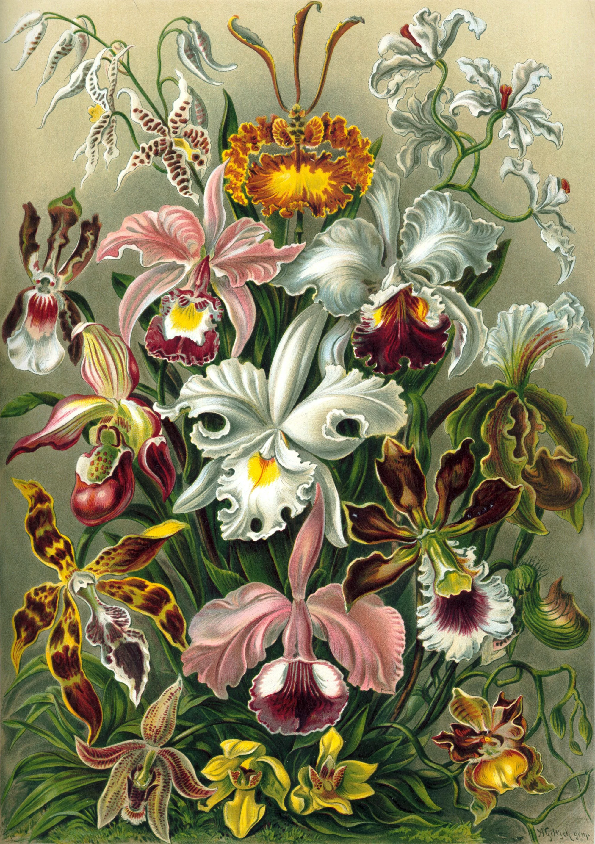 Art Forms in Nature, Plate 74: Orchidae, Ernst Haeckel
