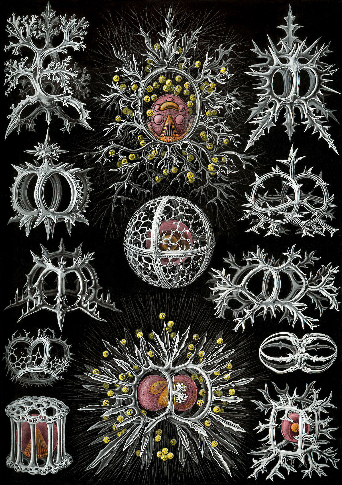 art-forms-in-nature-plate-71-stephoidea-by-ernst-haeckel