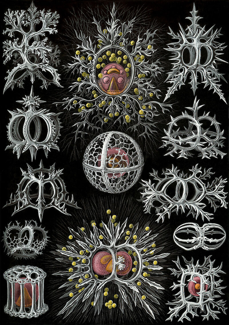 Art Forms in Nature, Plate 71: Stephoidea, Ernst Haeckel