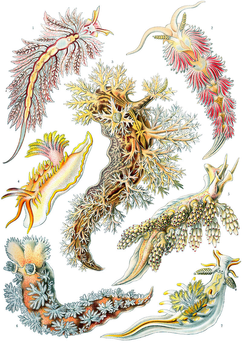 Art Forms in Nature, Plate 43: Nudibranchia scale comparison