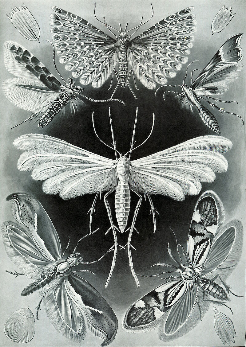Art Forms in Nature, Plate 58: Tineida, Ernst Haeckel