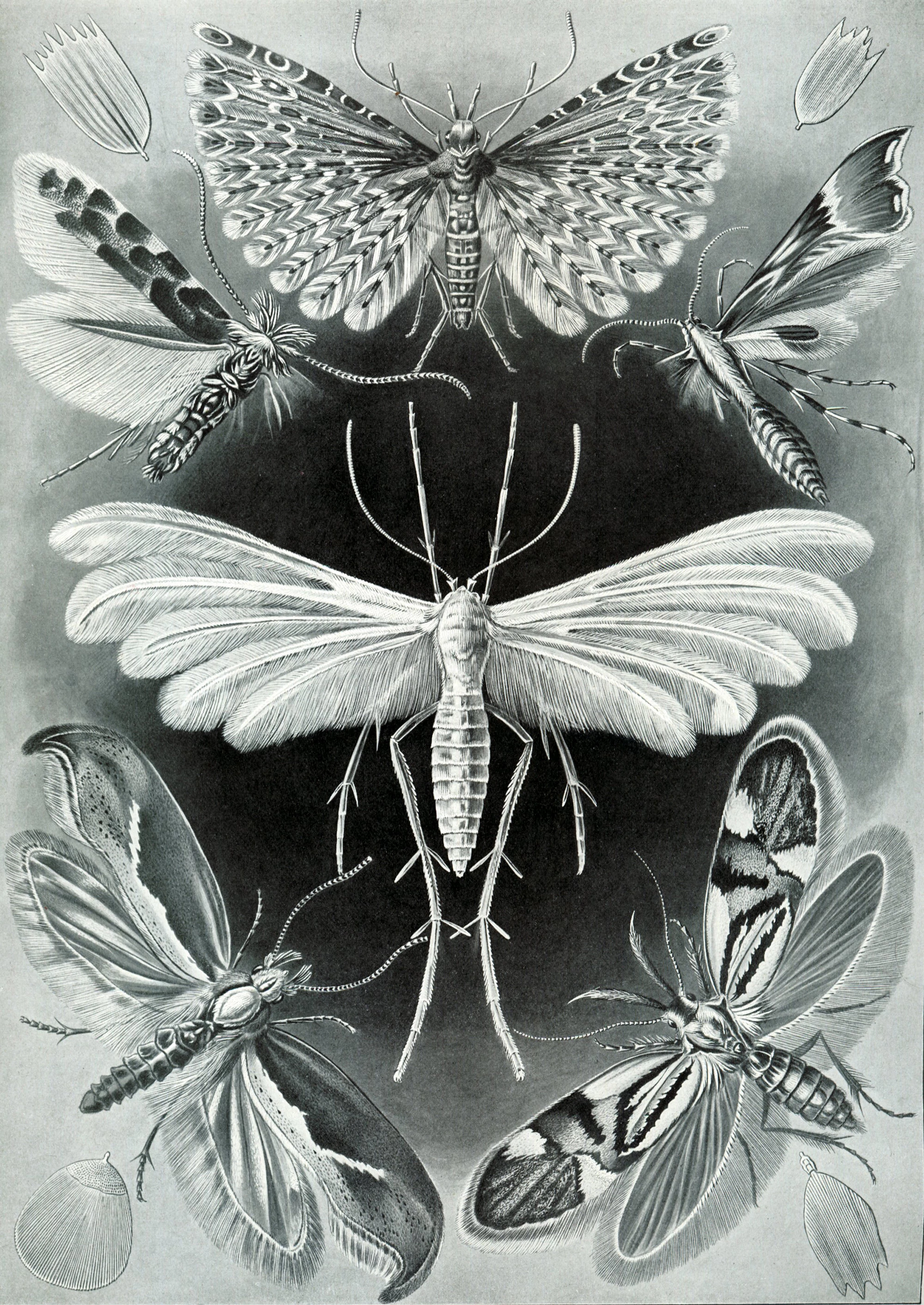 Art Forms in Nature, Plate 58: Tineida, Ernst Haeckel