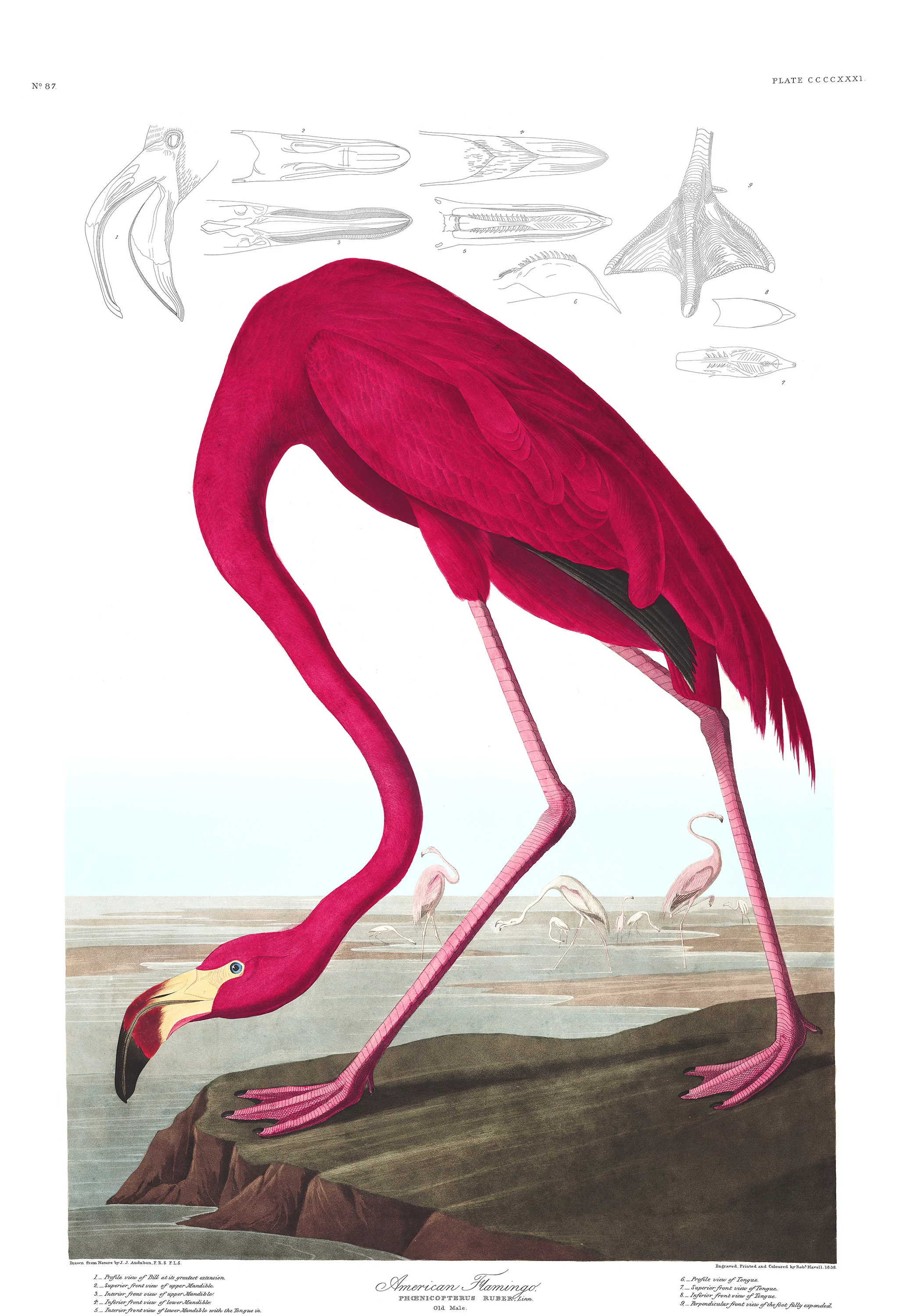 American Flamingo, John James Audubon