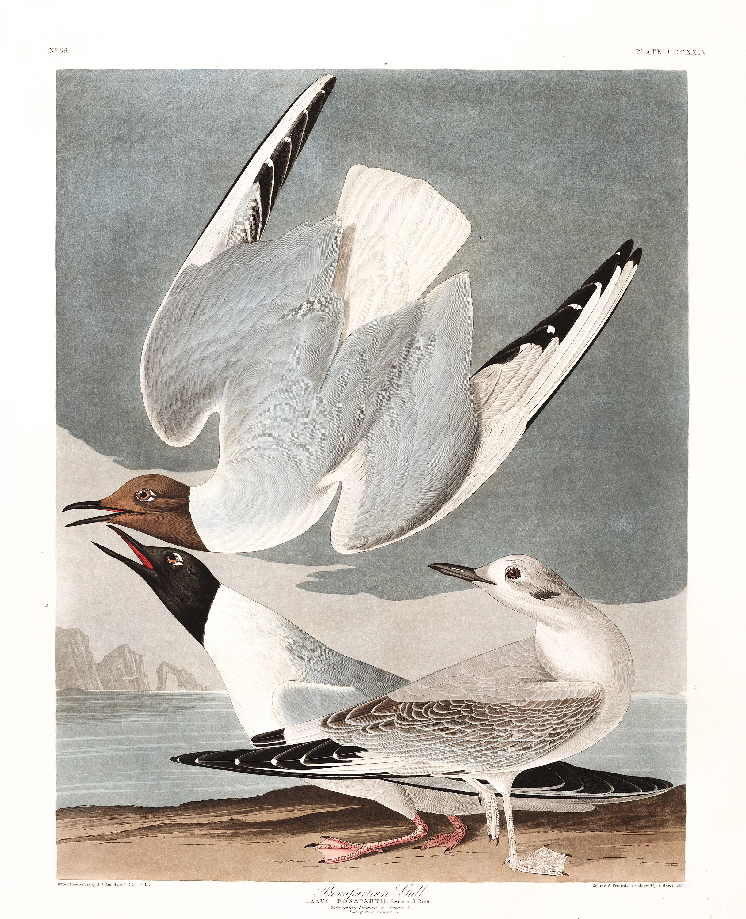 Bonapartian Gull, John James Audubon