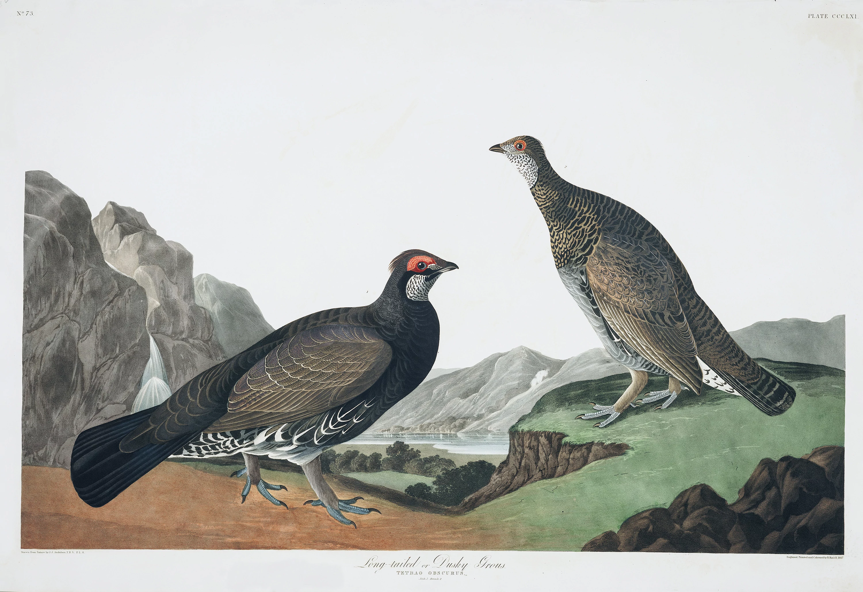 Long-tailed, or Dusky Grous, John James Audubon