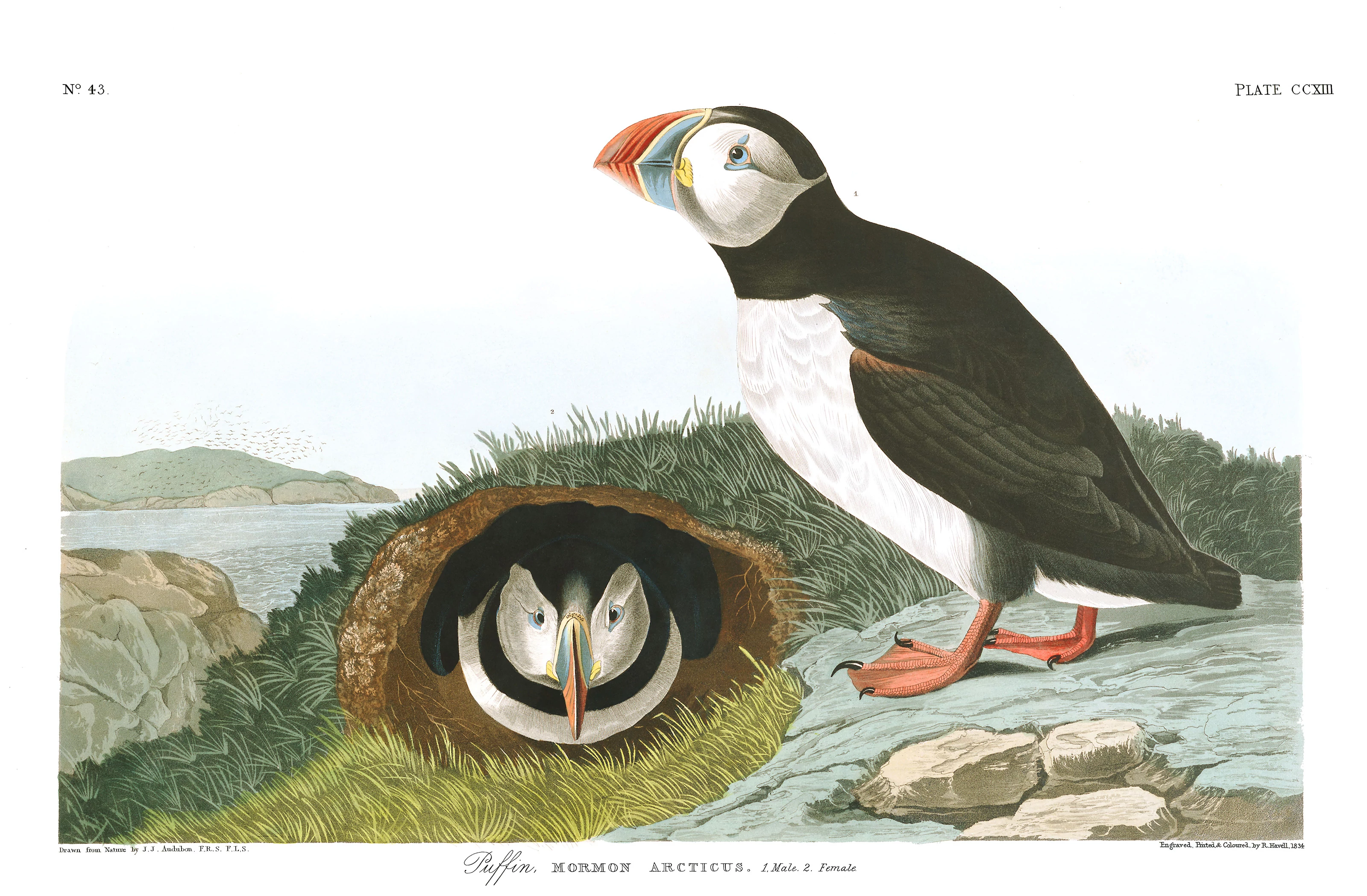 Puffin, John James Audubon