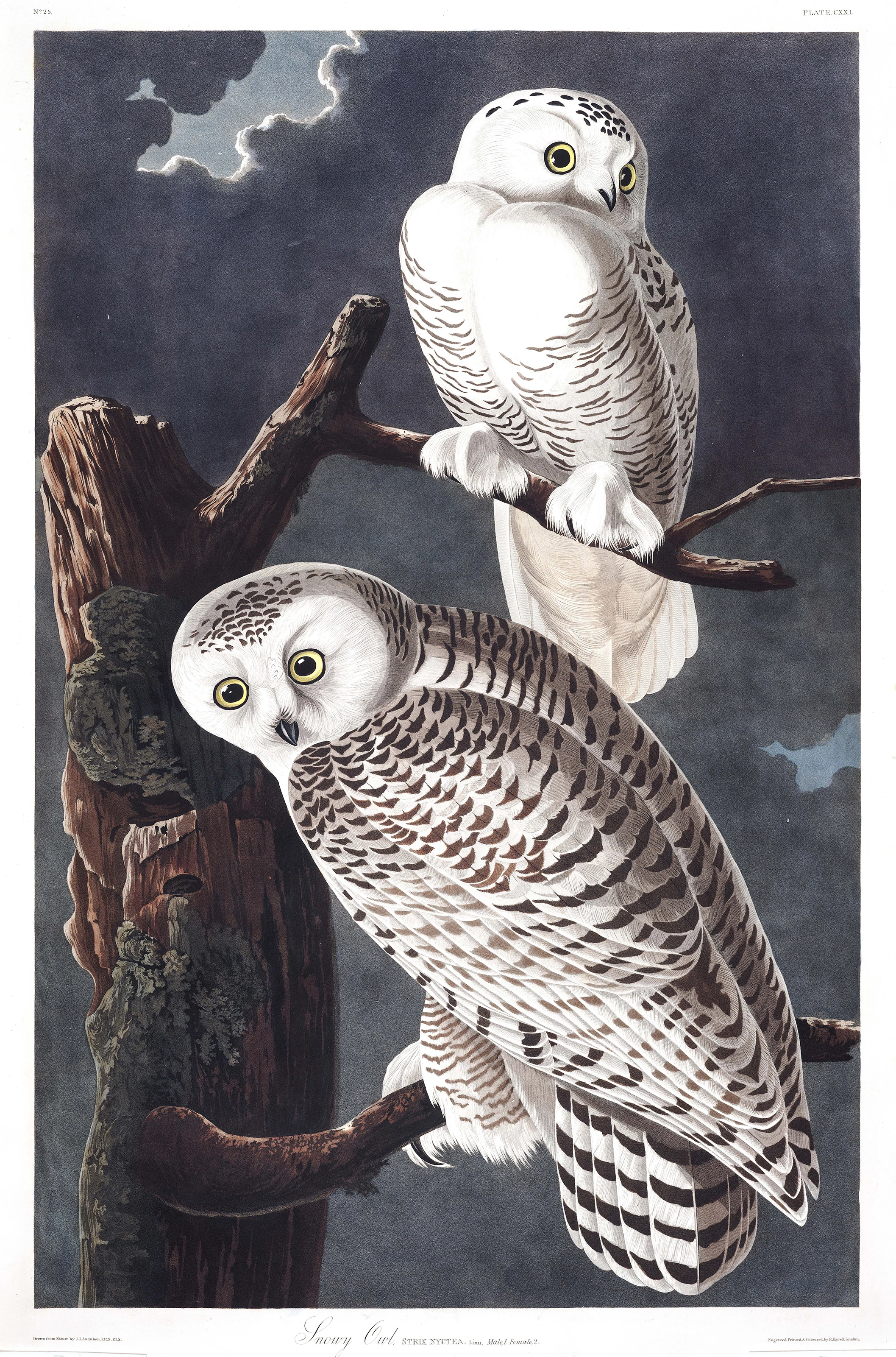 Snowy Owl, John James Audubon