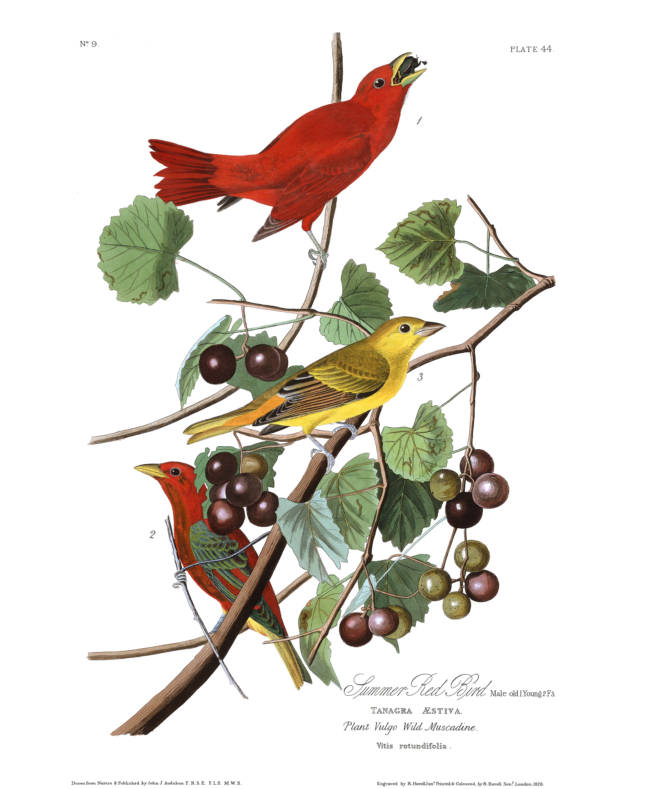 Summer Red Bird, John James Audubon
