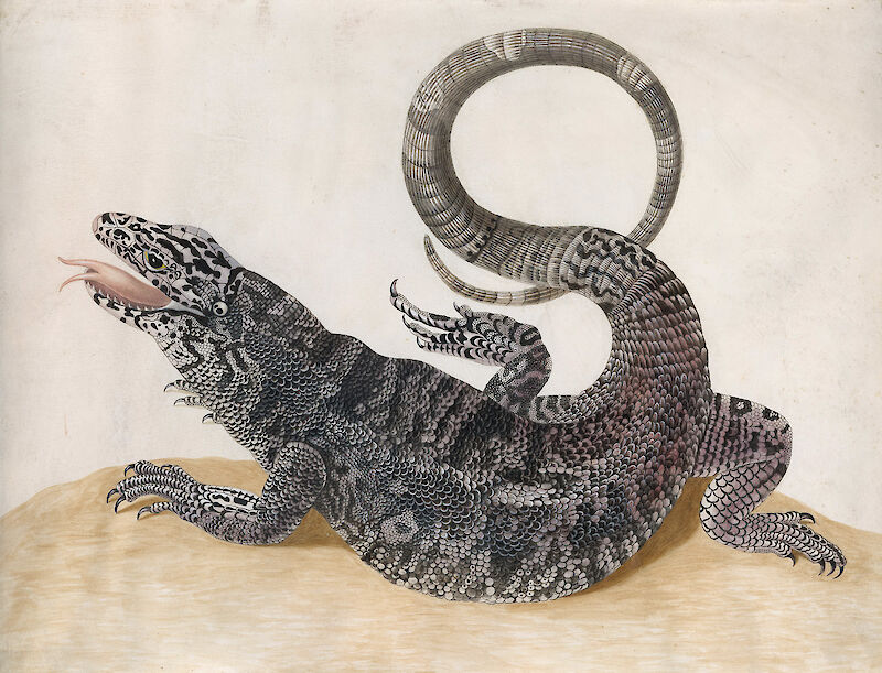 Black Tegu Lizard scale comparison