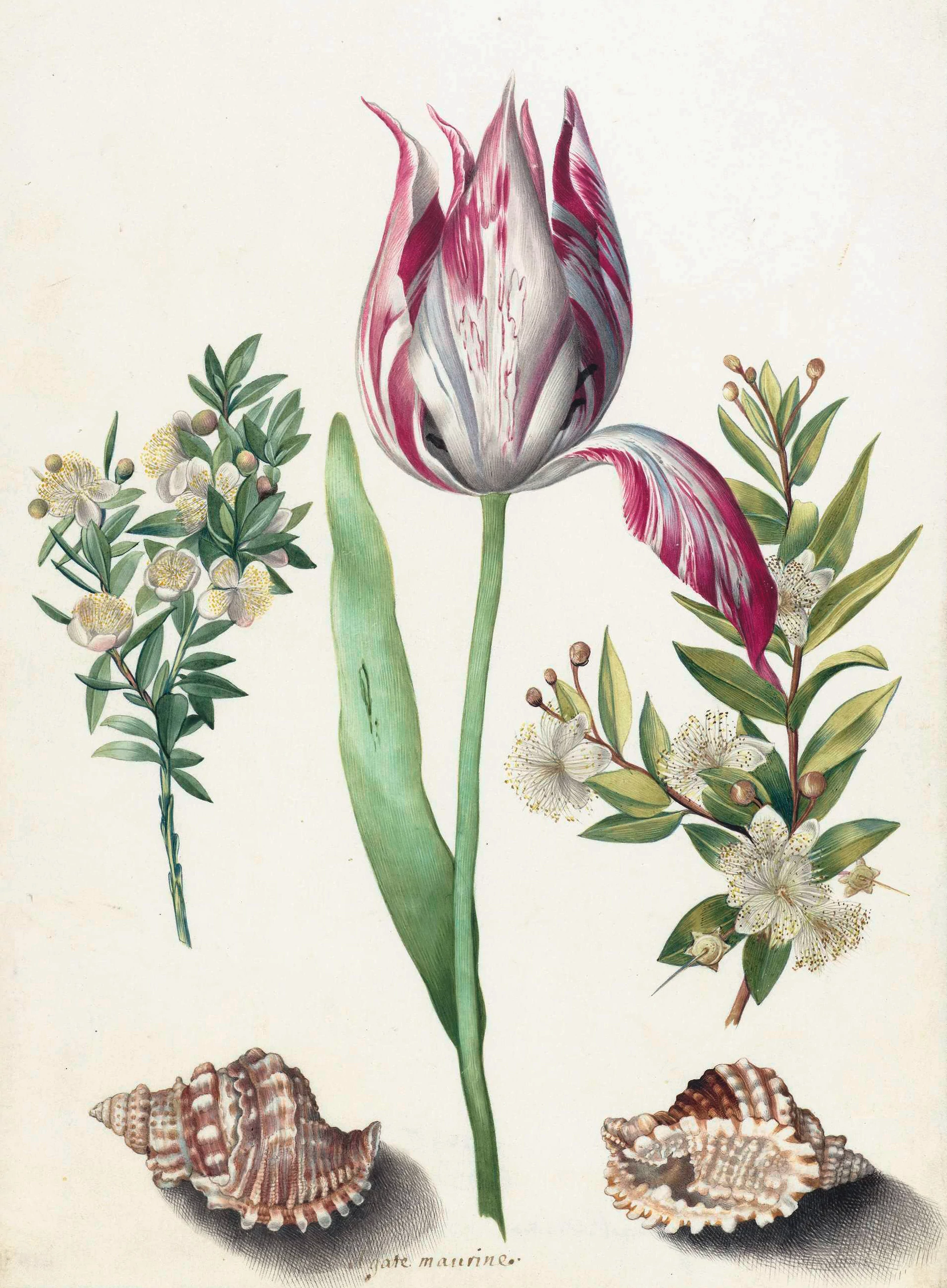 Tulip, two Branches of Myrtle and two Shells, Maria Sibylla Merian