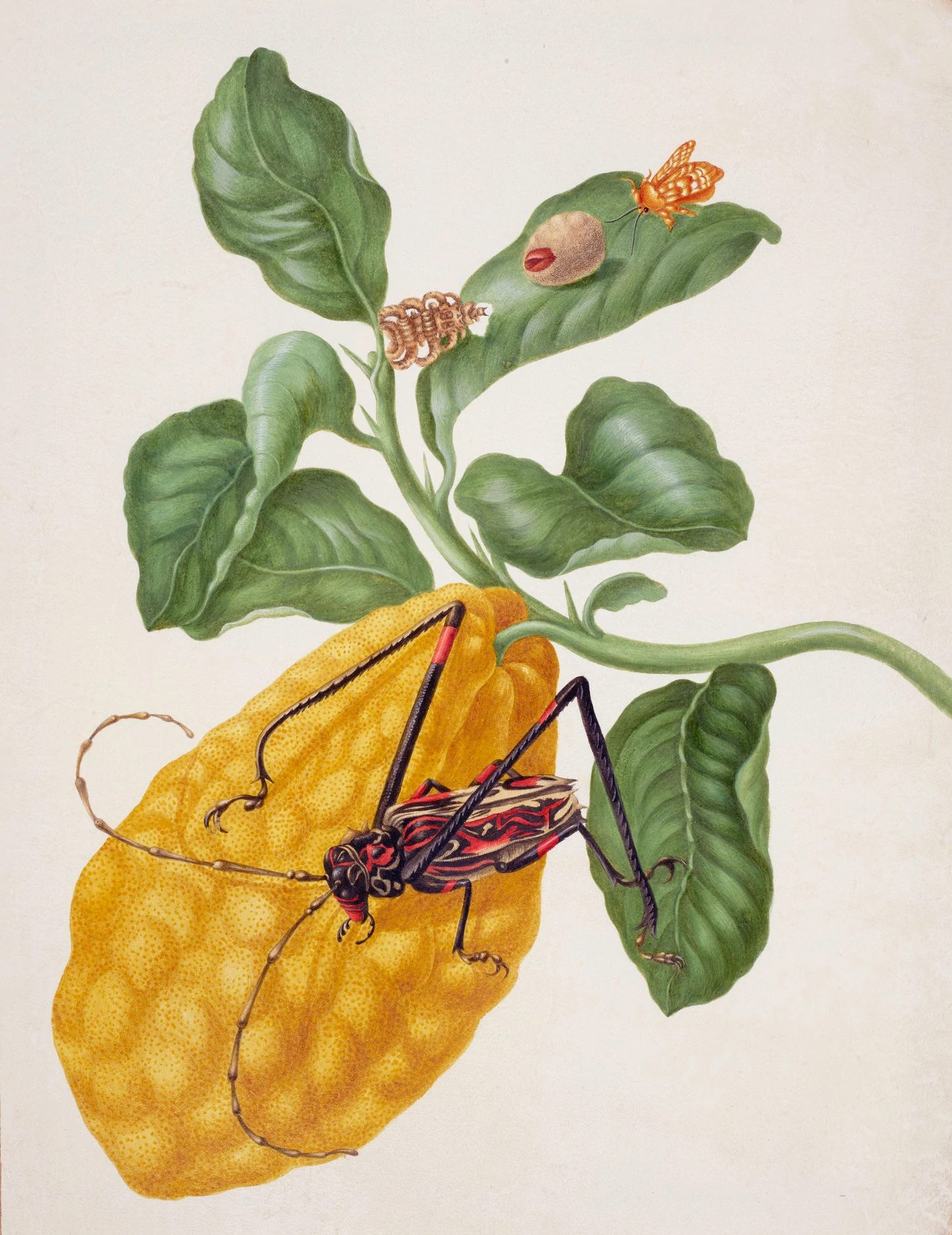 Citron with Monkey Slug Moth and Harlequin Beetle, Maria Sibylla Merian