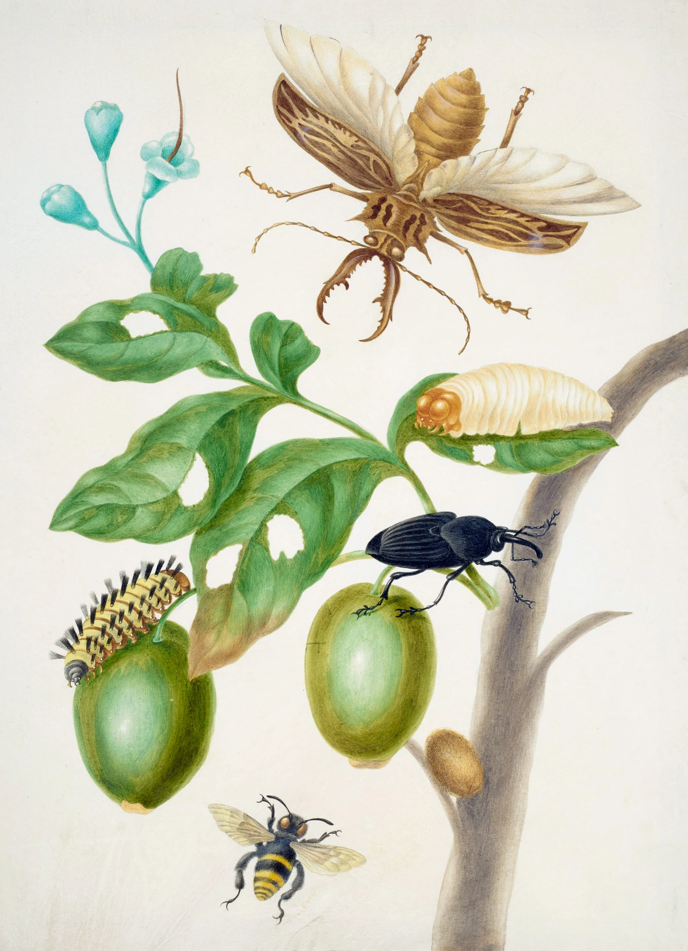 Branch of Genipapo with Long-Horned Beetle, Maria Sibylla Merian