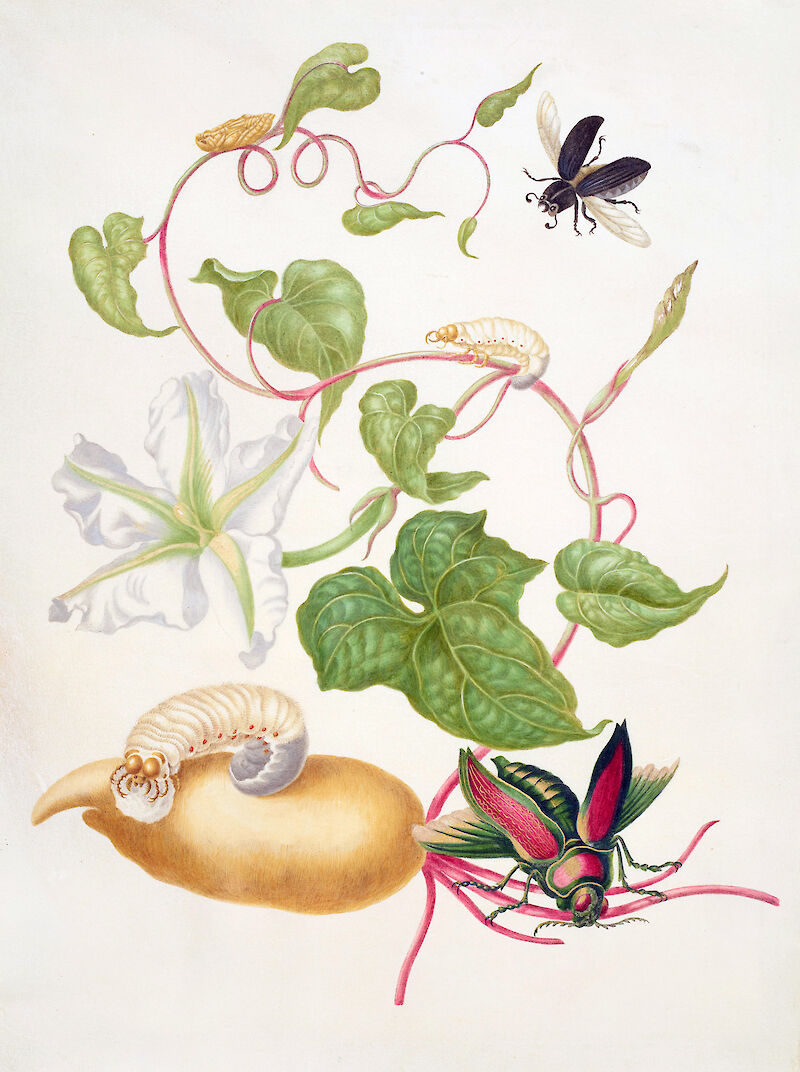 Tropical White Morning Glory with two beetles scale comparison
