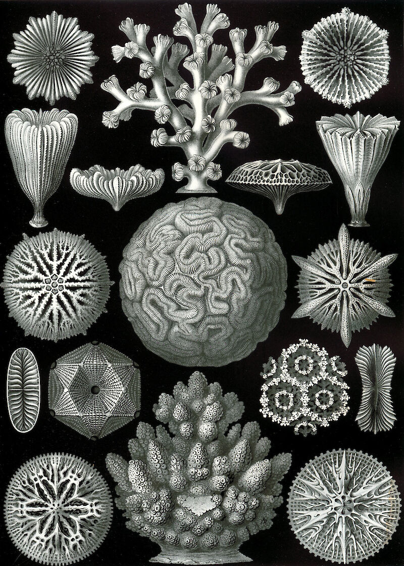 Art Forms in Nature, Plate 58: Hexacoralla scale comparison