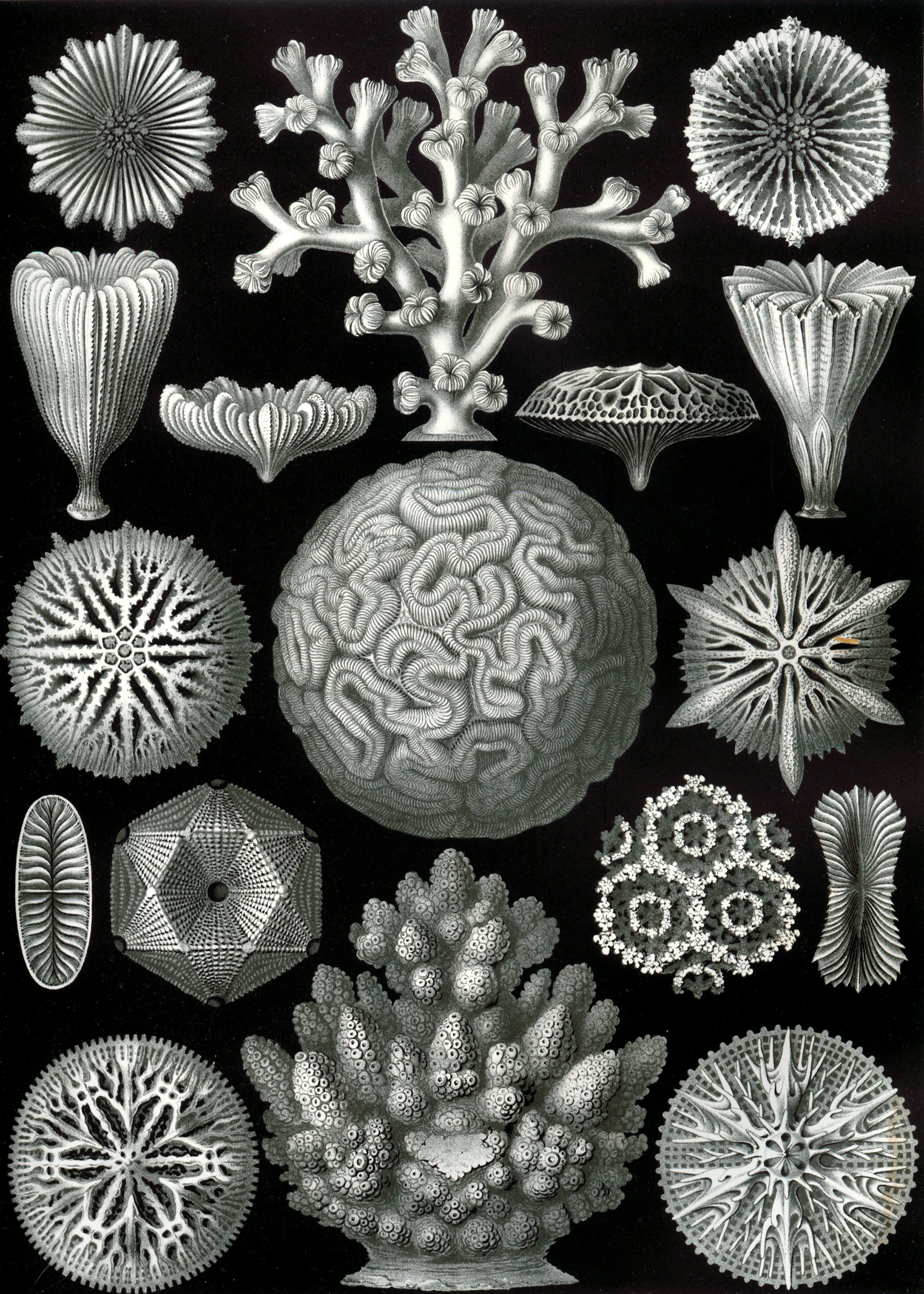 Art Forms in Nature, Plate 58: Hexacoralla by Ernst