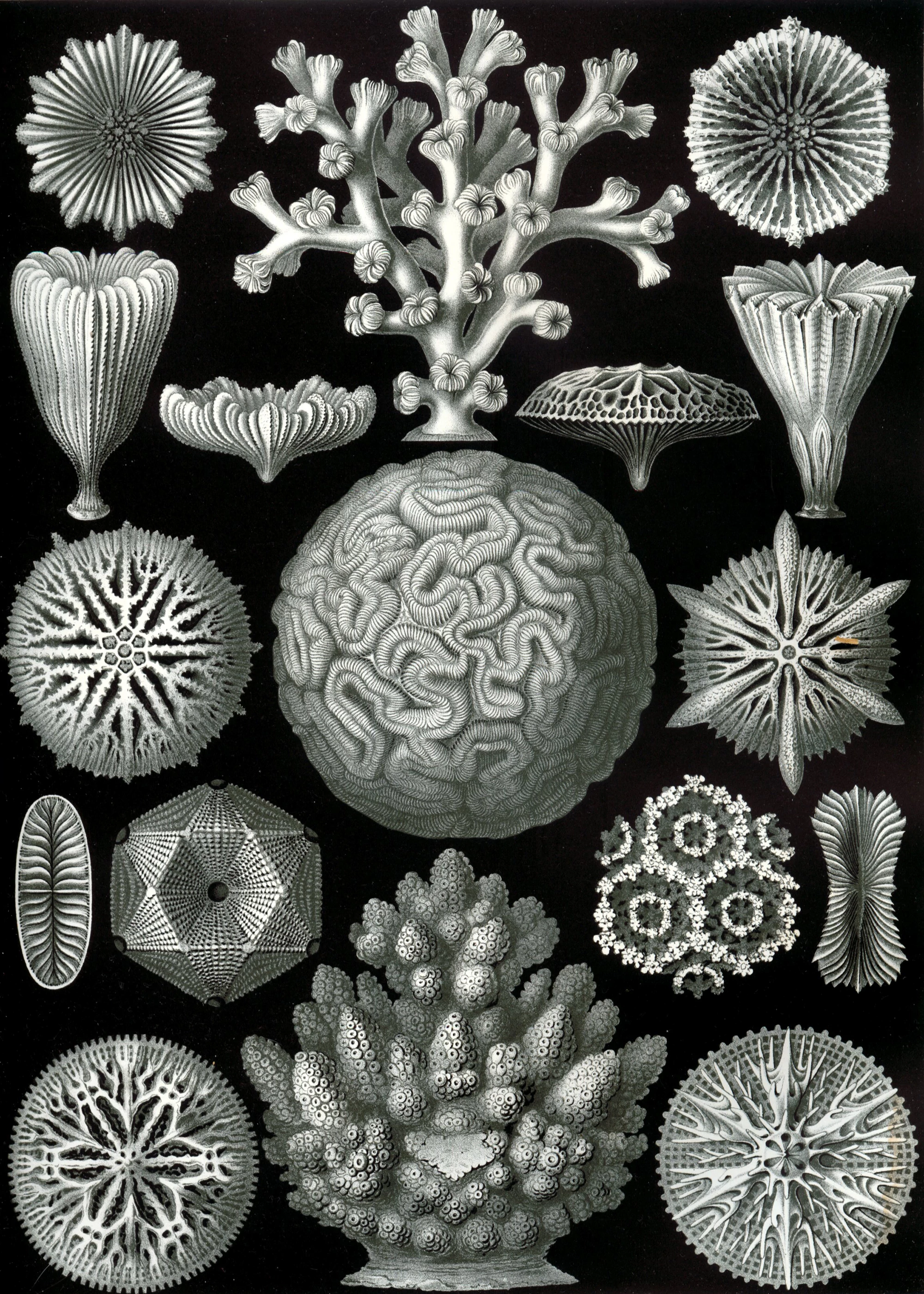 Art Forms in Nature, Plate 58: Hexacoralla, Ernst Haeckel