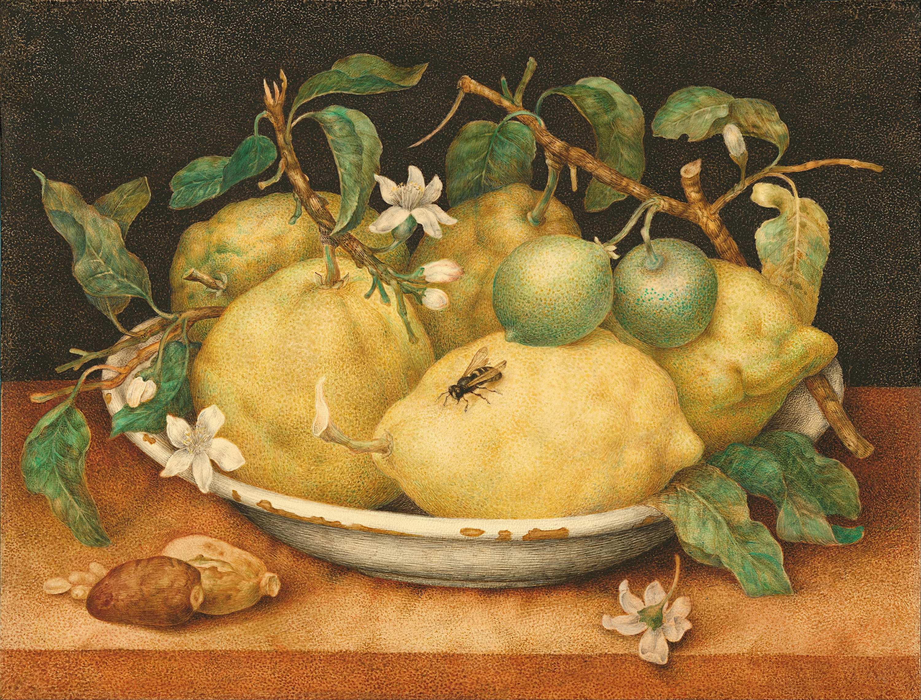 Still Life with Bowl of Citrons, Giovanna Garzoni