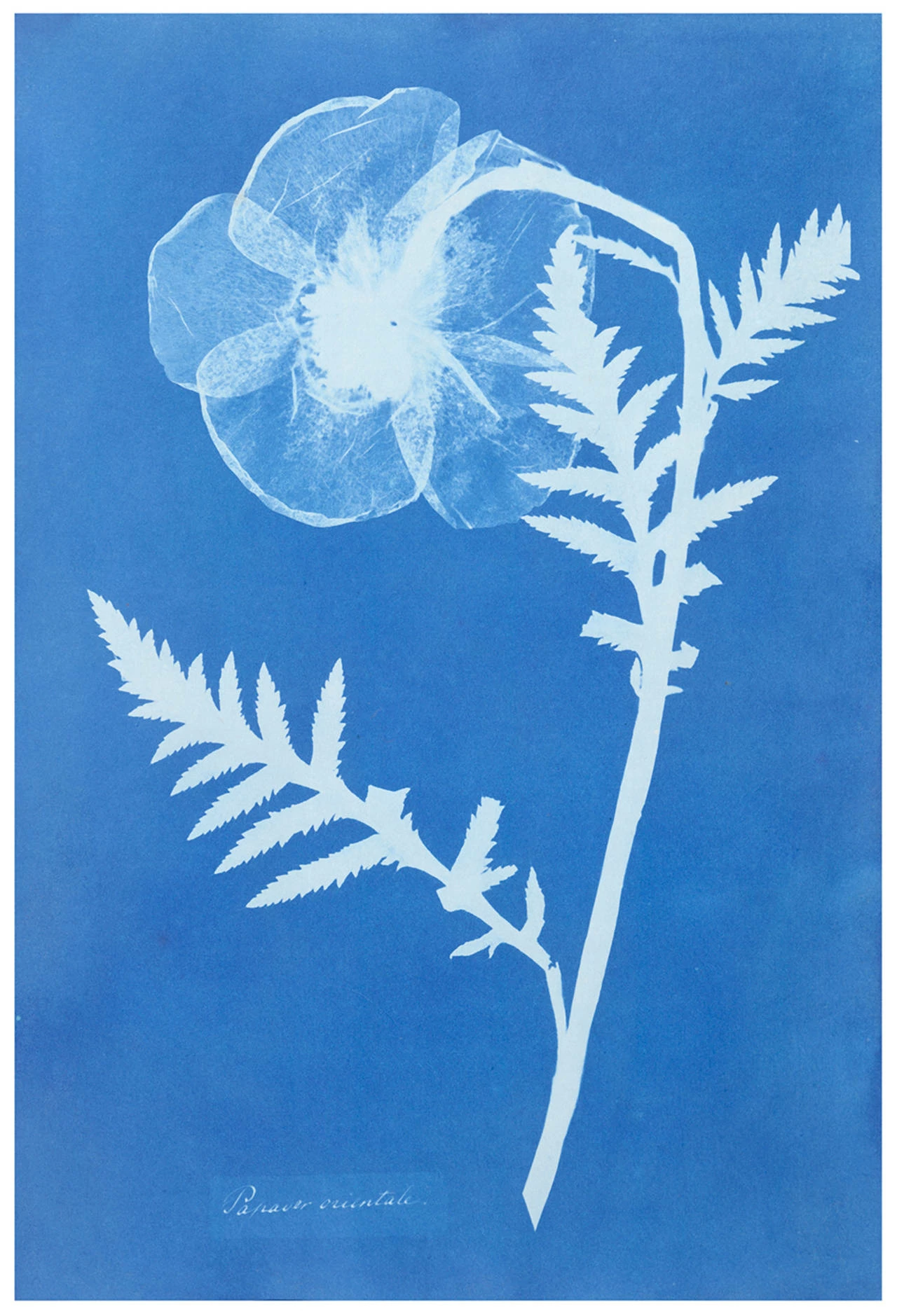 Papaver Orientale (Oriental poppy), Anna Atkins