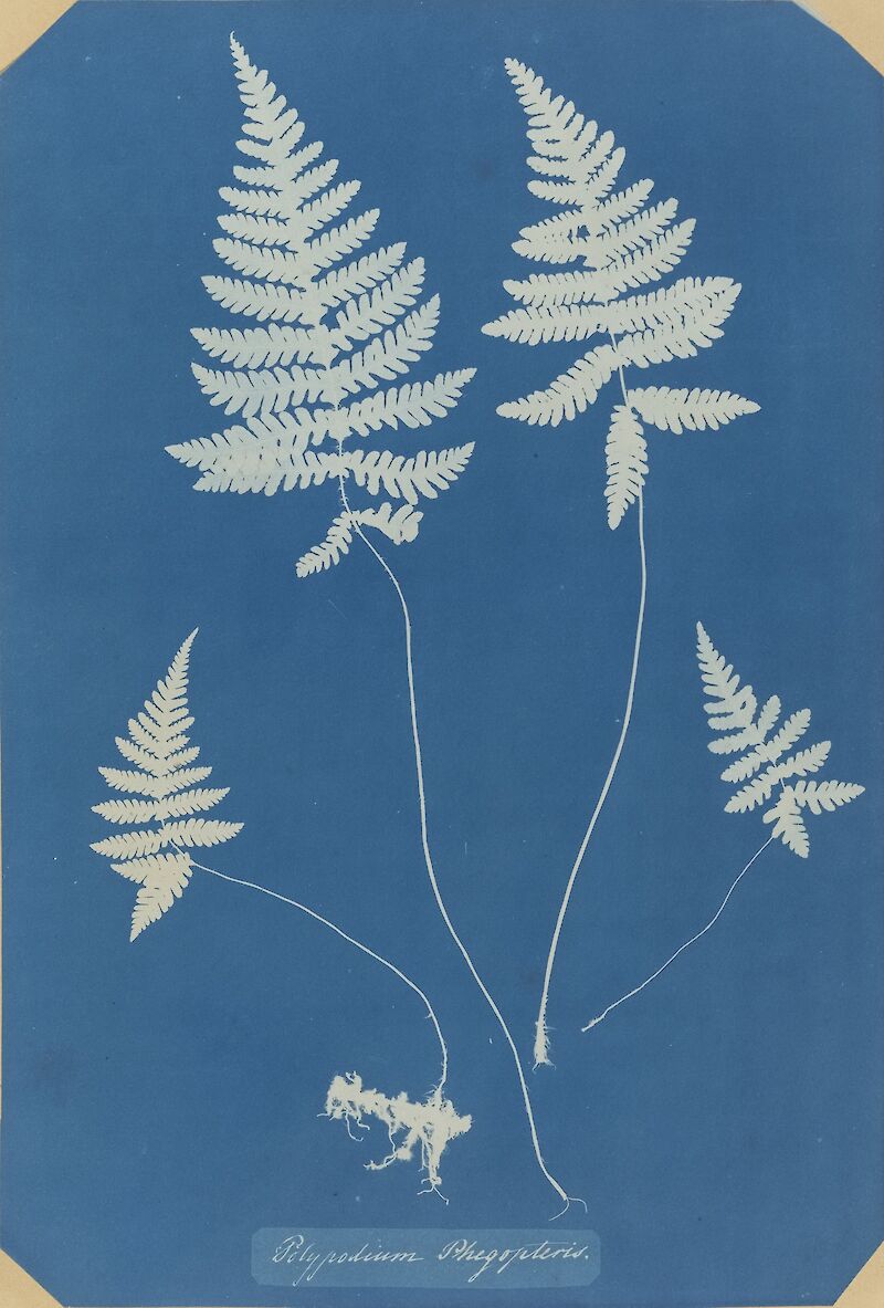 Polypodium Phegopteris (Northern beech fern), Anna Atkins