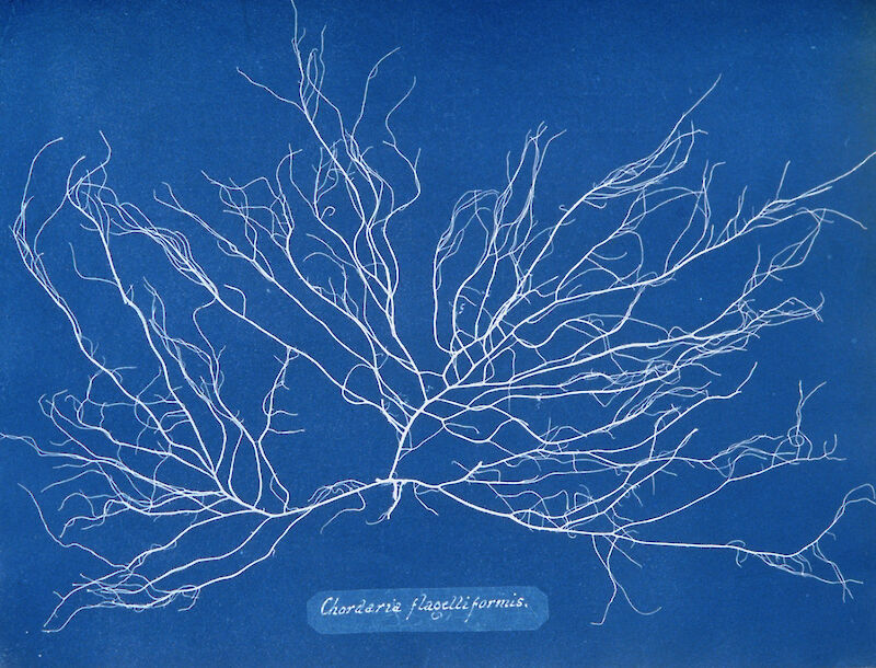 Chordaria flagelliformis, Anna Atkins