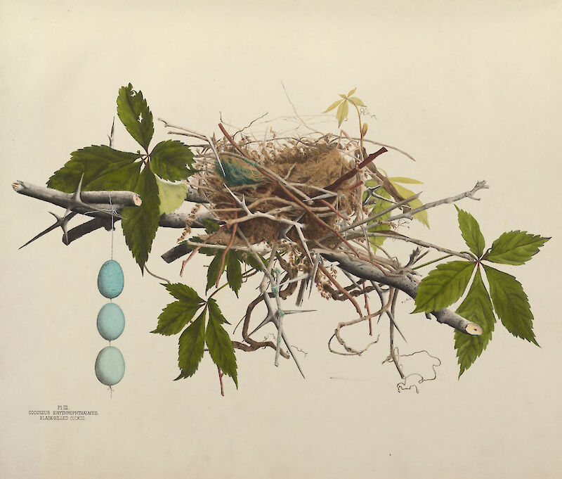 Plate 3. Black-Billed Cuckoo, Genevieve & Virginia Jones