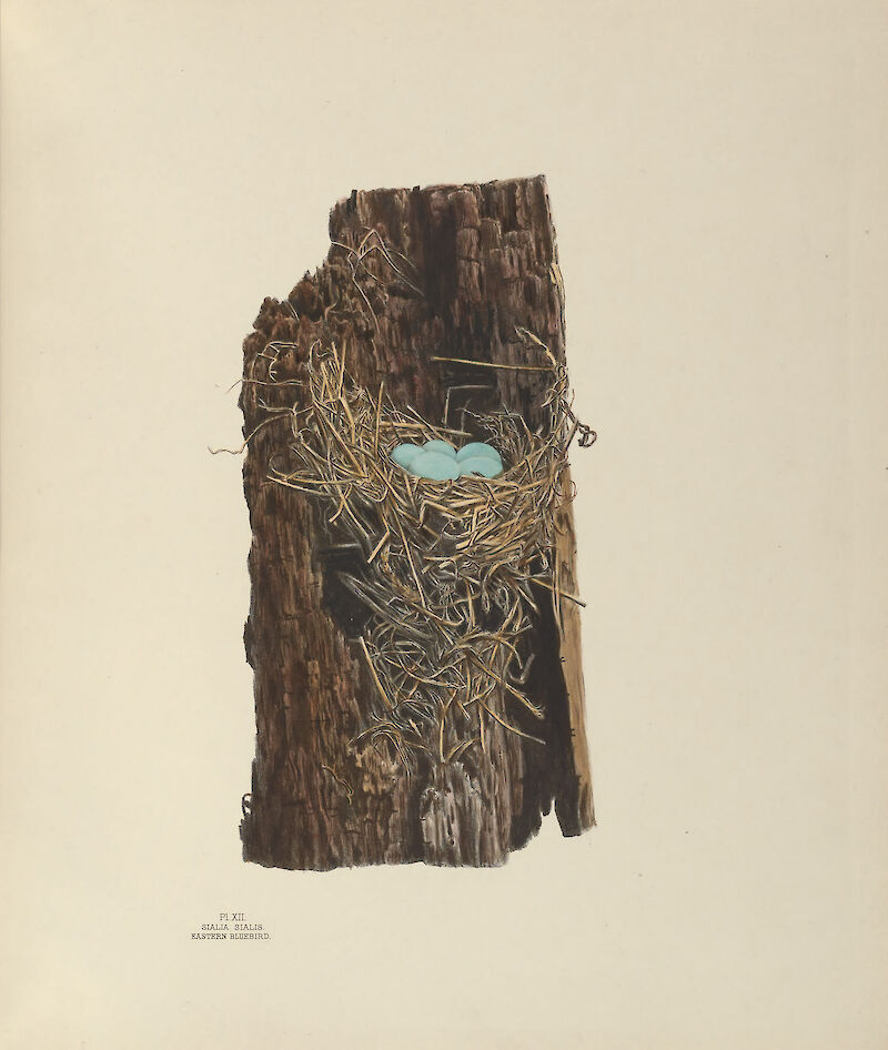 Plate 12. Eastern Bluebird, Genevieve & Virginia Jones