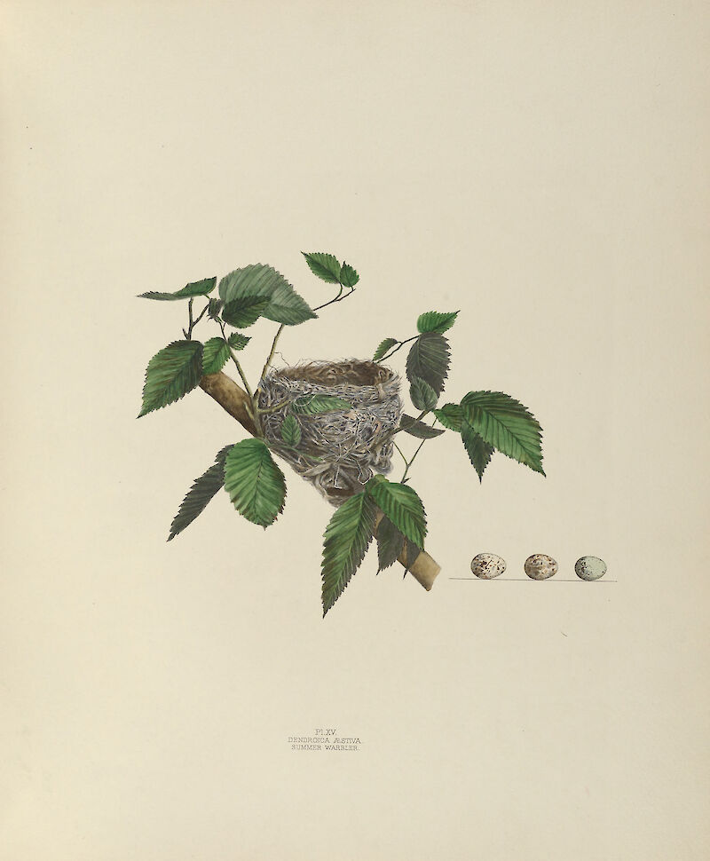 Plate 15. Summer Warbler, Genevieve & Virginia Jones