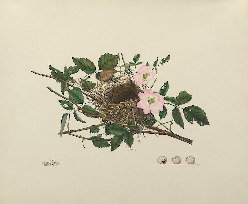 Plate 16. Field Sparrow, Genevieve & Virginia Jones