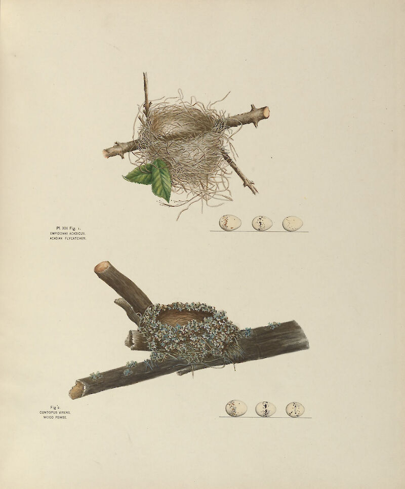 Plate 19. Acadian Flycatcher & Wood Pewee, Genevieve & Virginia Jones